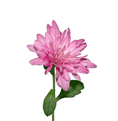 Beautiful pink chrysanthemum isolated on a white background