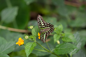 Schmetterling makro close