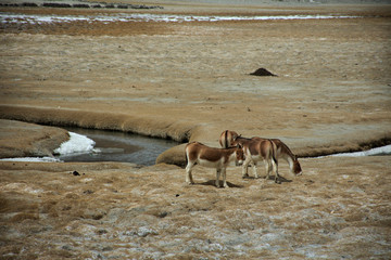 Himalayas mountains and Equus kiang or wild asses eating food at grassland on Diskit Turtok Highway and Pangong lake road while winter season at Leh Ladakh in Jammu and Kashmir, India