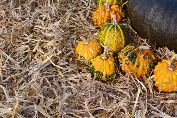 Orange and green warted gourds in autumn