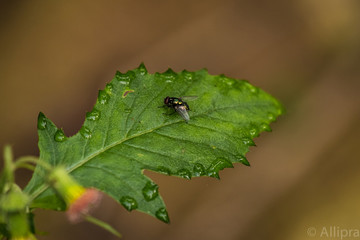 Thirsty leaf