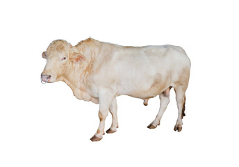 ox bull looking straight ahead isolated on white