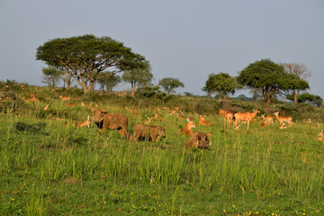 Ugandan antelopes and warthog at sunrise in Queen Elizabeth NP, Uganda.