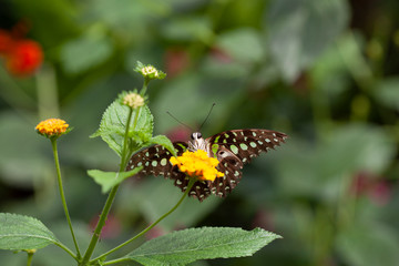 Schmetterling makro close