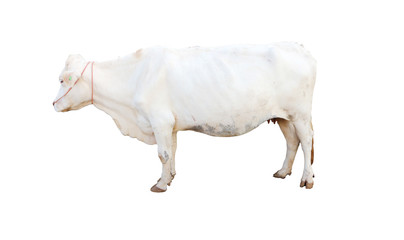 ox bull looking straight ahead isolated on white