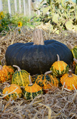 Dark green squash with selection of autumnal warted gourds