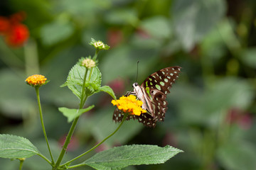 Schmetterling makro close