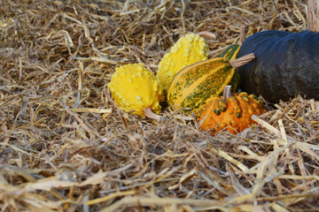 Yellow, green and orange ornamental gourds with a large squash