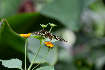 Schmetterling makro close