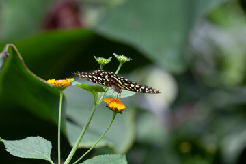 Schmetterling makro close