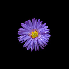 Fototapeta premium Beautiful purple chrysanthemum isolated on a black background