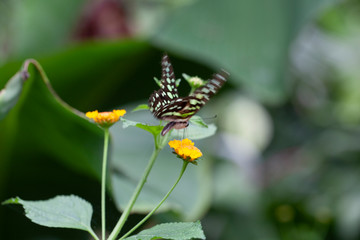 Schmetterling makro close