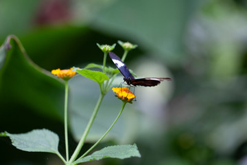 Schmetterling makro close
