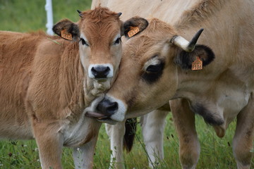 Vache Aubrac et son veau © lucille