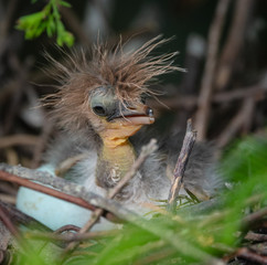 baby heron