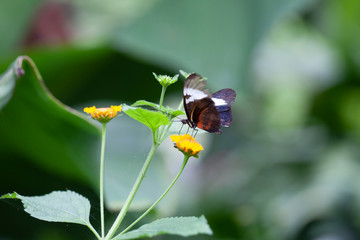 Schmetterling makro close