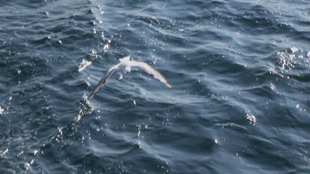 Seagulls are flying in slow motion from ferry at high angle view