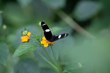 Schmetterling makro close