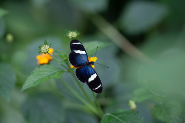 Schmetterling makro close