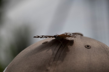 Schmetterling makro close