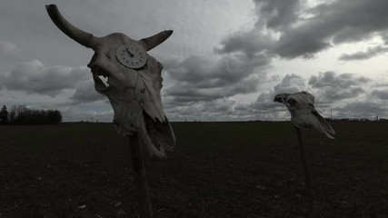 Cow skull with clock face and horse skull, evening clouds motion, time lapse - Powered by Adobe