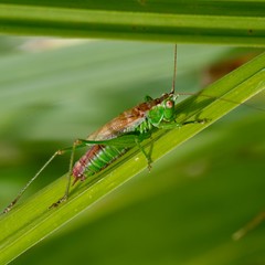 Sauterelle verte en gros plan macro