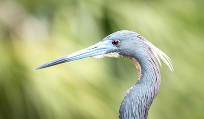 Heron Profile