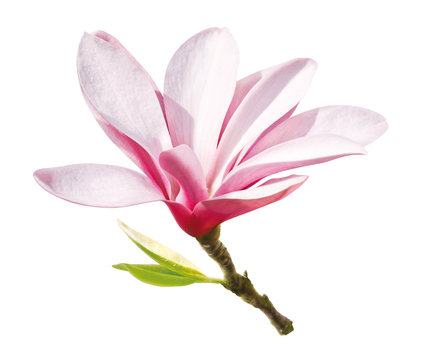 Magnolie