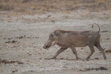 Warthogs in the savanna, Etosha national park, Namibia, Africa