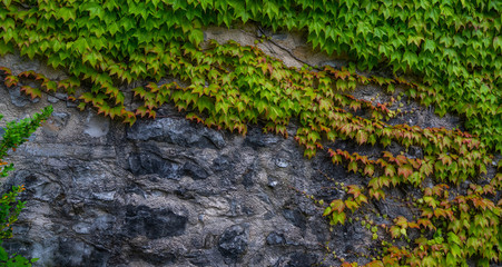 Green ivy covered wall as background image. Ecological concept.