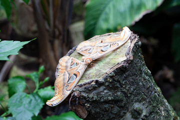 Schmetterling makro close