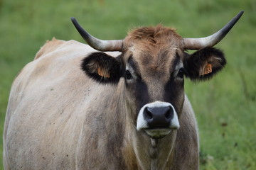 Vache Aubrac