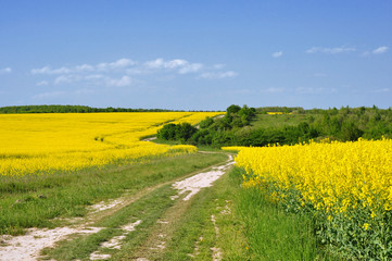 Rapeseed field on a sunny summer day, road in the field and blue sky