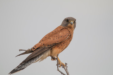 Rock kestrel sitting in a tree, Etosha national park, Namibia, Africa