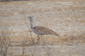 Kori bustard in the Etosha national park, Namibia, Africa