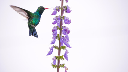 Obraz premium Beija flor voando na flor