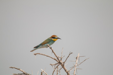 European Bee eater sitting in a tree, Etosha national park, Namibia, Africa