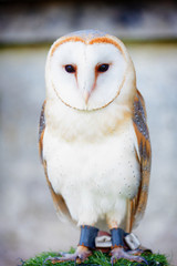Snowy owl, barn owl - bird of prey – with hook beak and tan and white feathers. Predator, a wild hunter. 