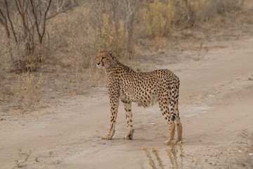 Cheetah walking and standing in the savanna, Etosha national park, Namibia, Africa