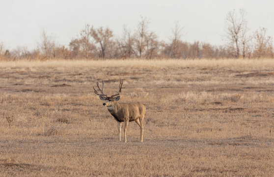 Mule Deer Buck in Colorado During the Fall Rut