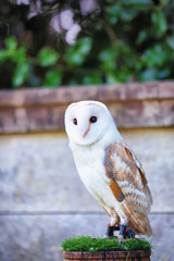 Snowy owl, barn owl - bird of prey – with hook beak and tan and white feathers. Predator, a wild hunter. 