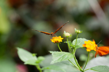 Schmetterling makro close