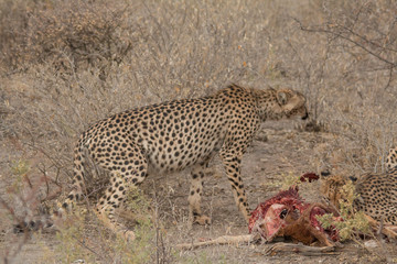 Fototapeta na wymiar Cheetah eating a hunted Impala, Etosha national park, Namibia, Africa