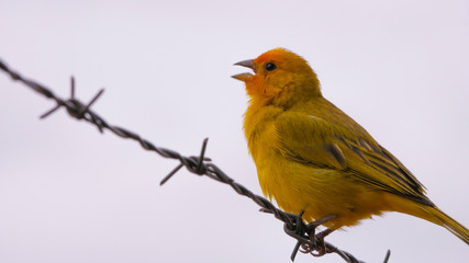 Pássaro amarelo e laranja na natureza