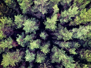 Forest. Drone footage.