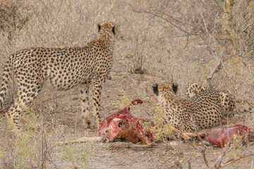 Cheetah eating a hunted Impala, Etosha national park, Namibia, Africa