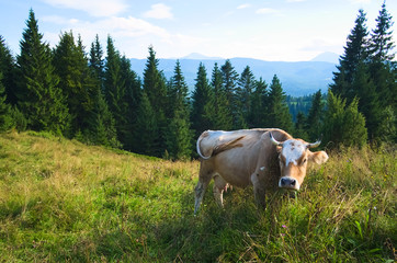 Fototapeta na wymiar One cow grazing on a green meadow in the mountains. Domestic animal with horns eating grass on a field and looking at camera. Carpathian mountains, Ukraine.