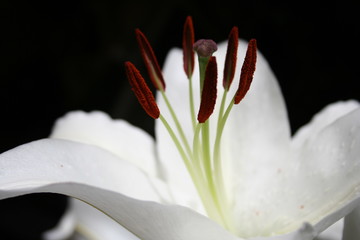 Obraz premium lily on black background