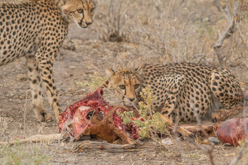 Cheetah eating a hunted Impala, Etosha national park, Namibia, Africa