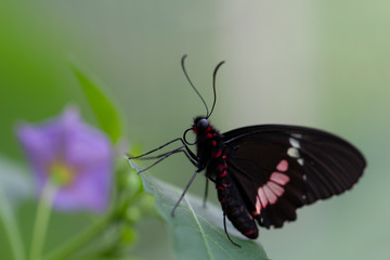 Schmetterling makro close